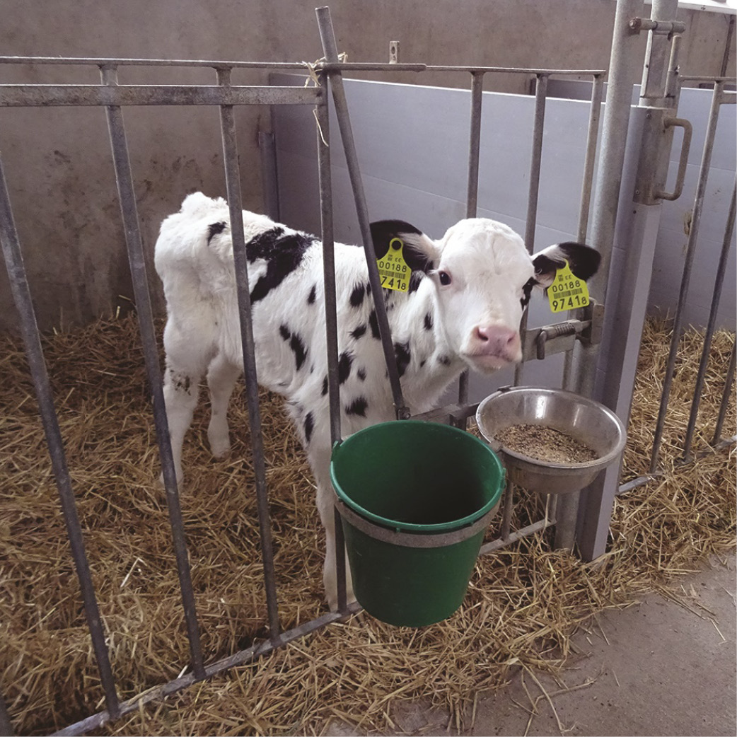 Feeding buckets