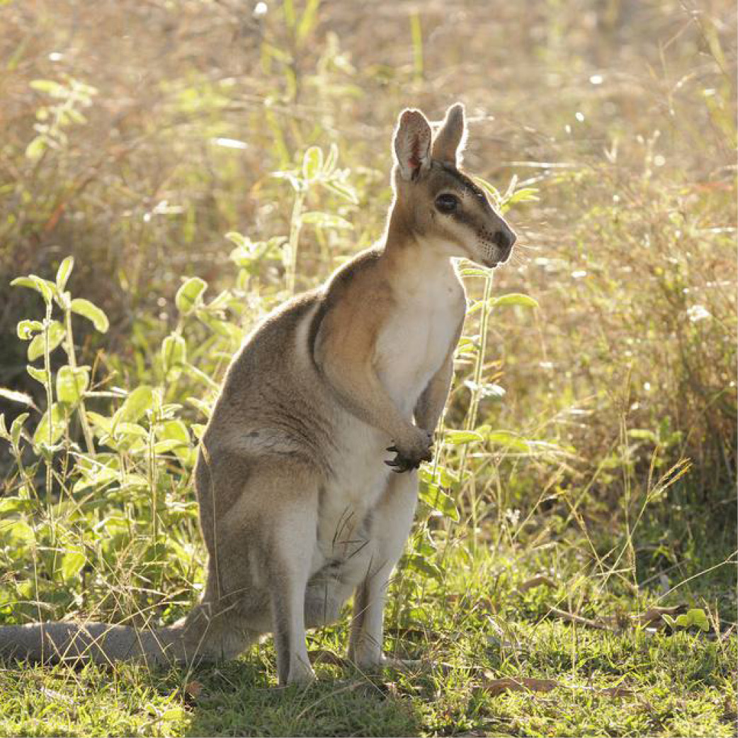 Wallaby