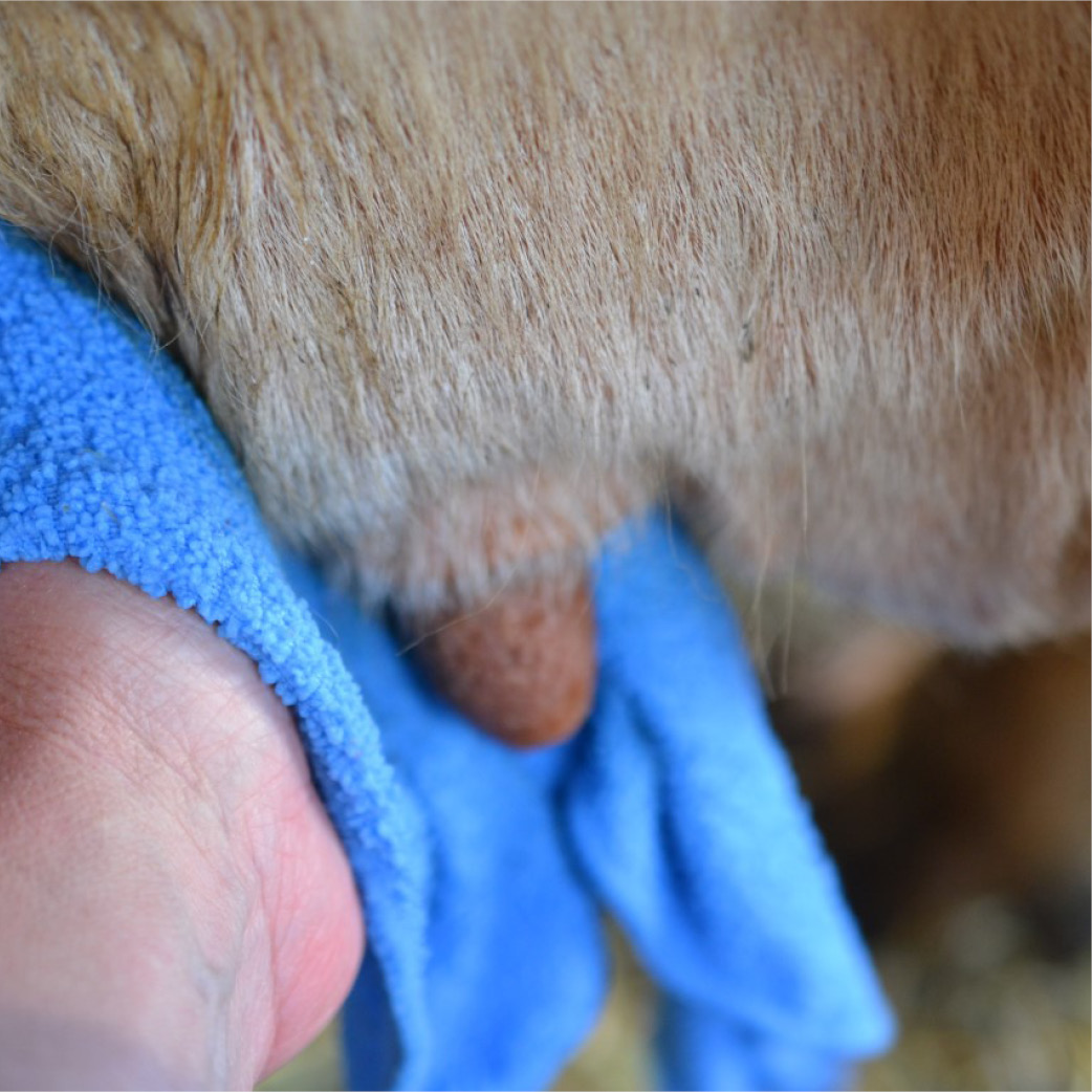 Udder care
