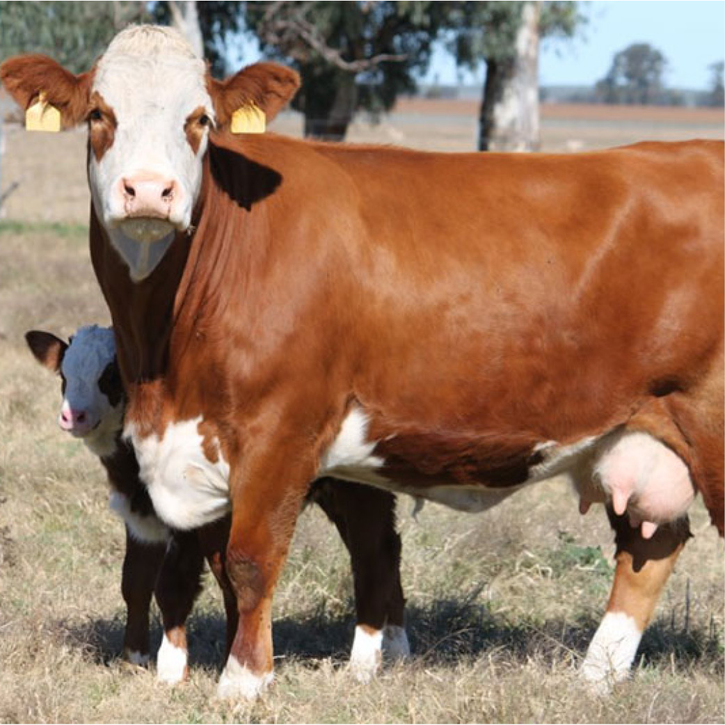 Simmental