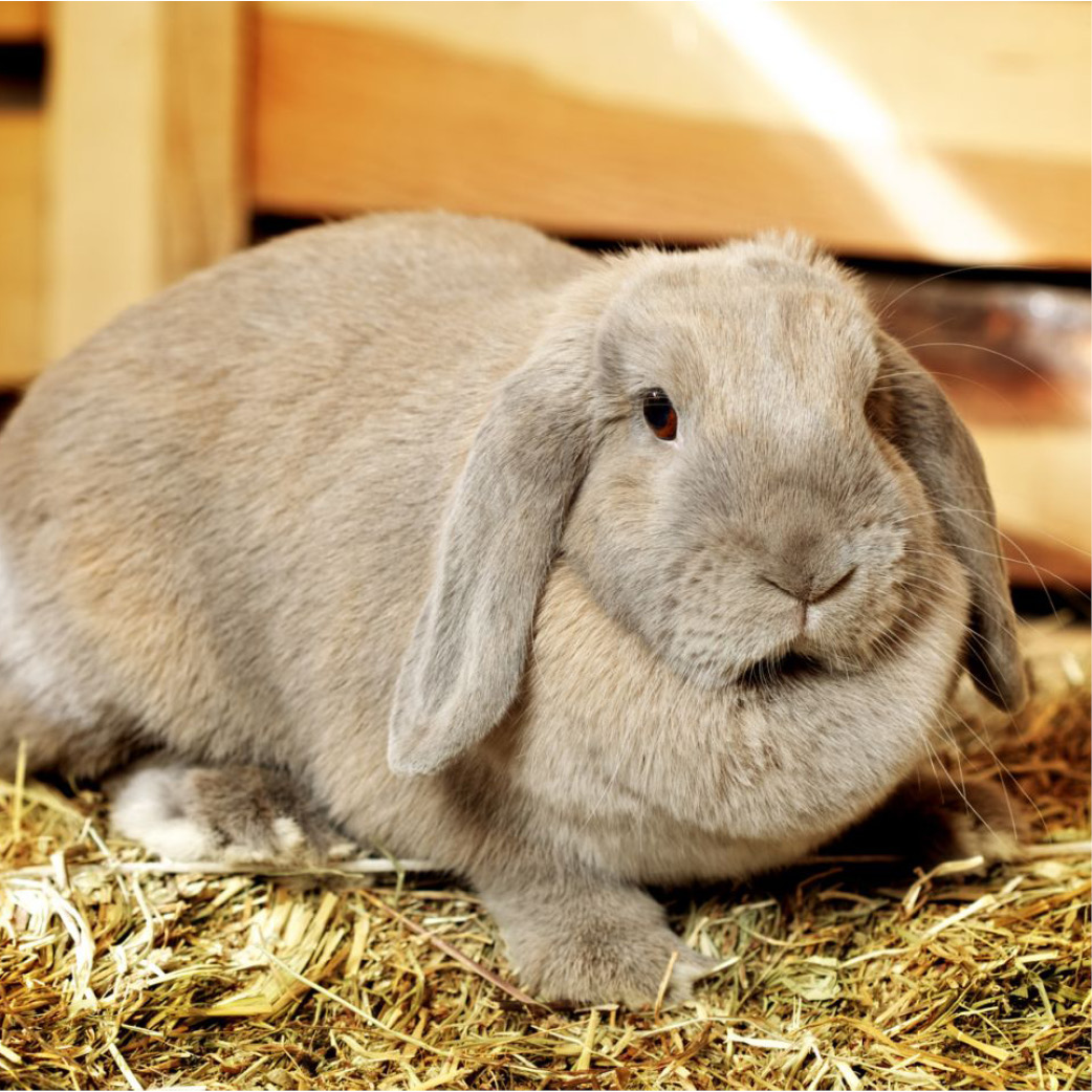 Lop ear rabbits
