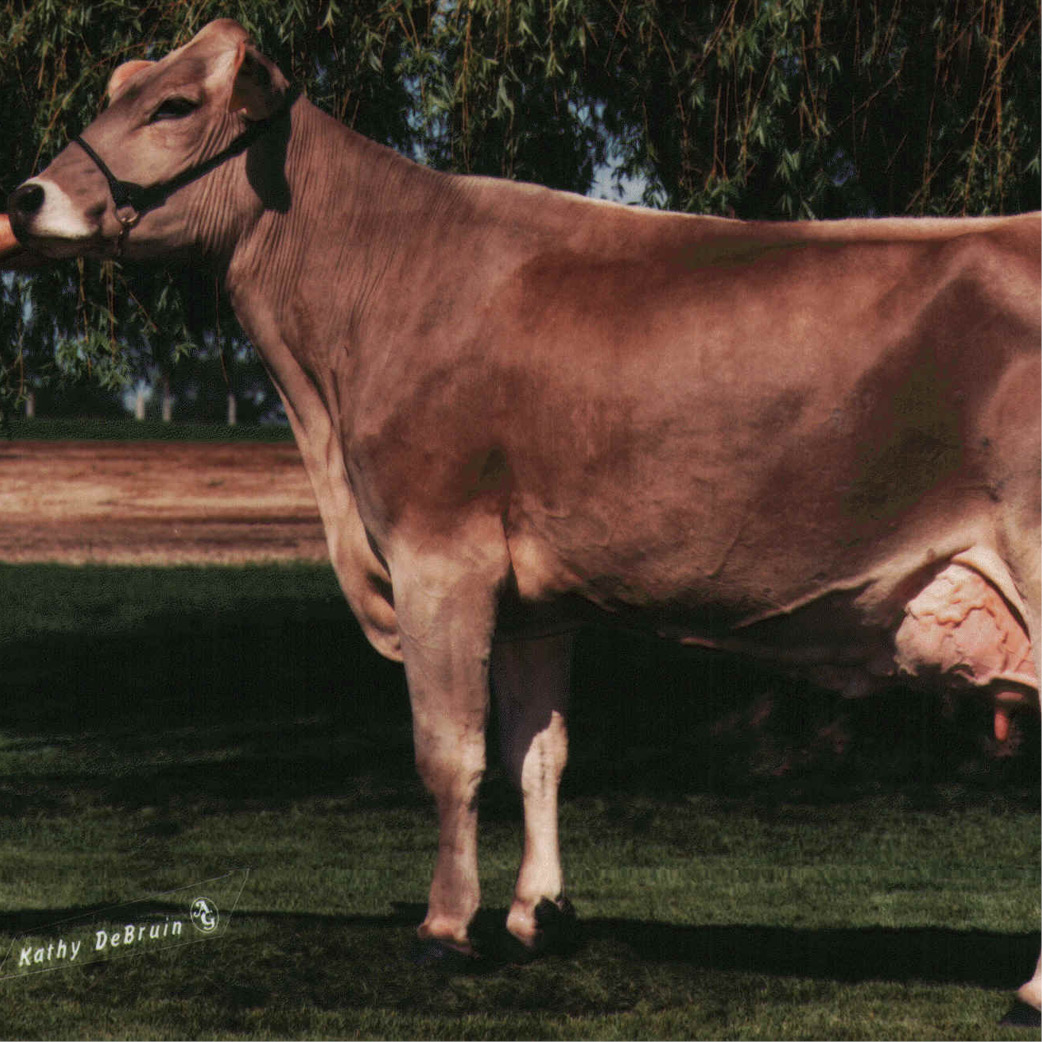 Brown swiss