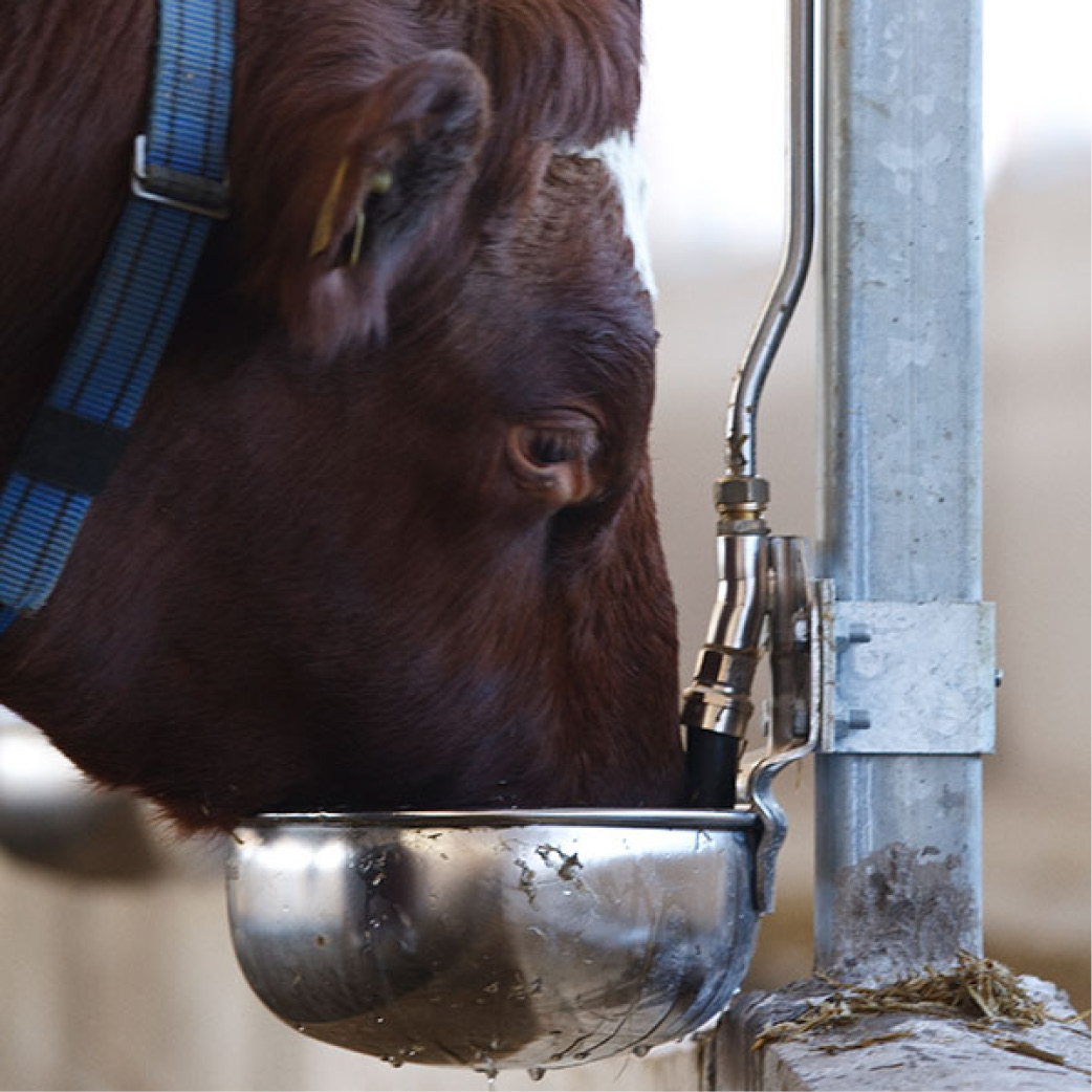 Water bowl