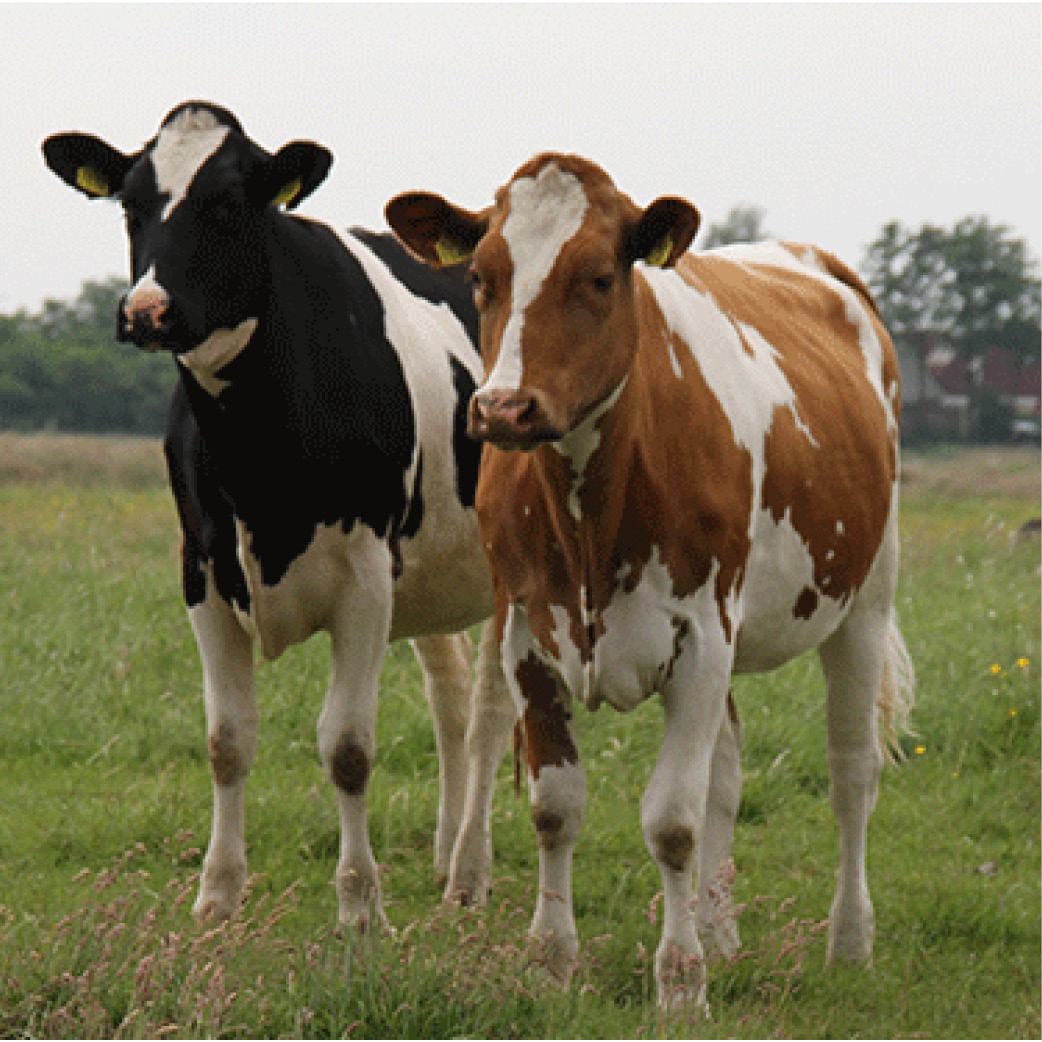 Holstein
