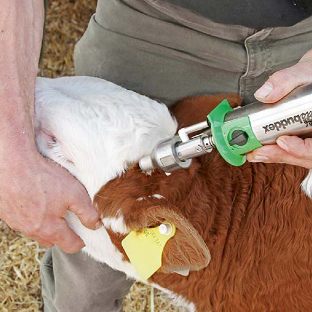 Dehorning