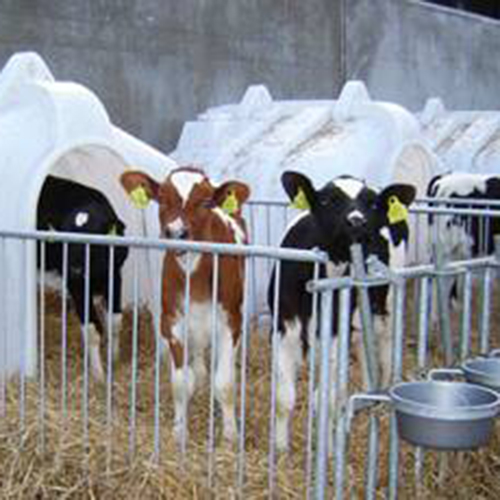 Calf house