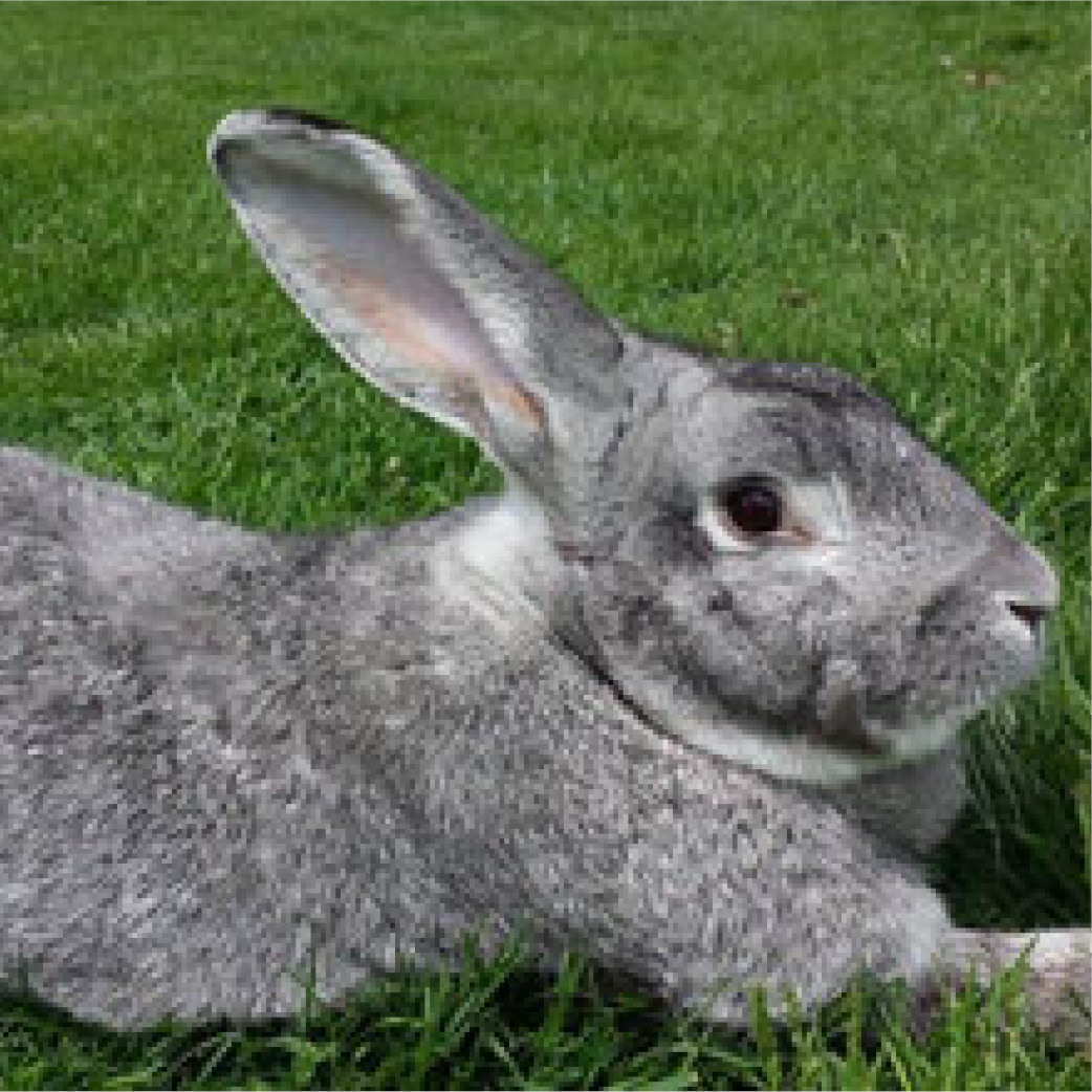 Flemish