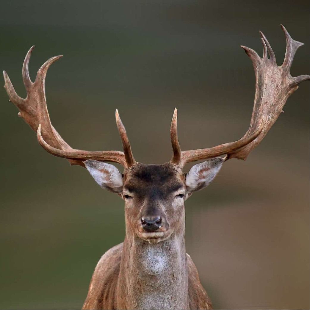 Fallow deer