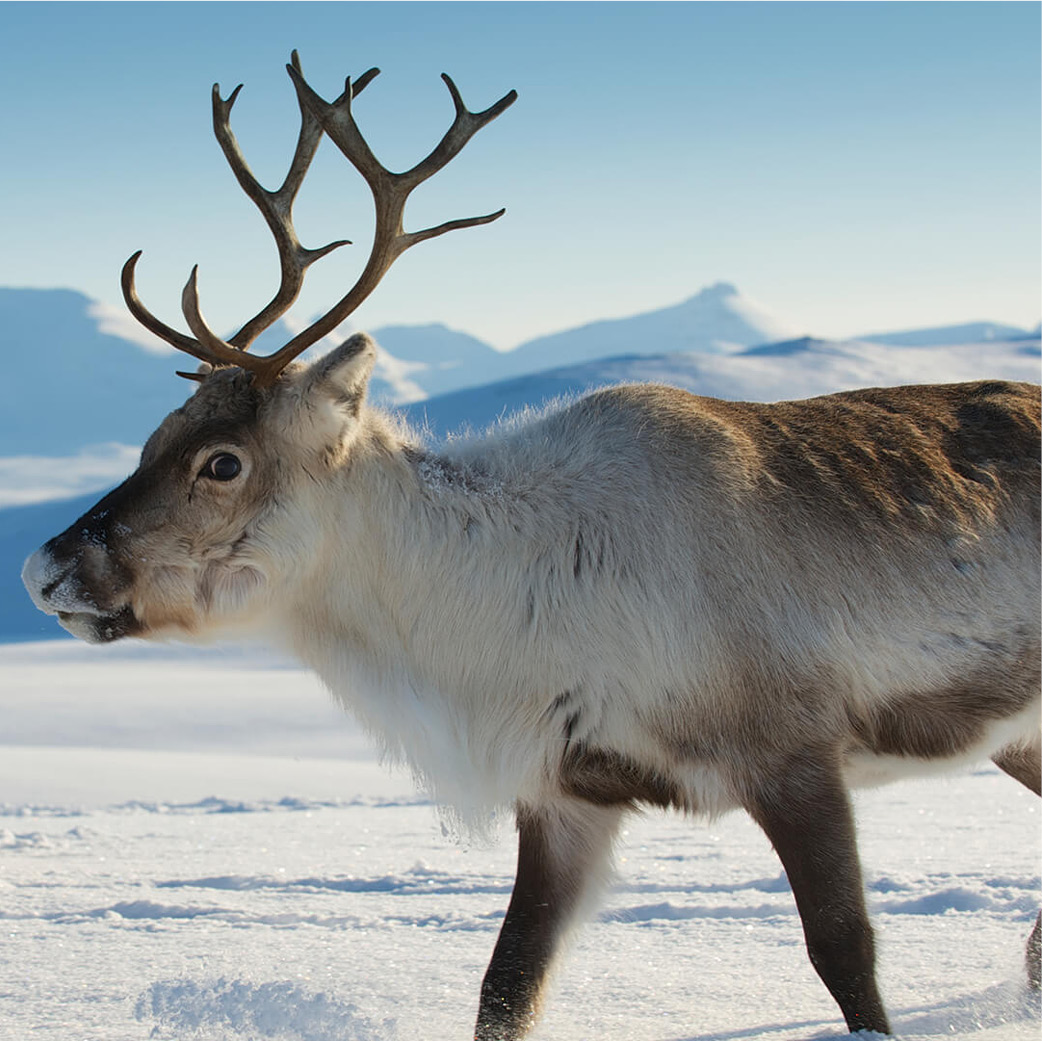 Reindeer