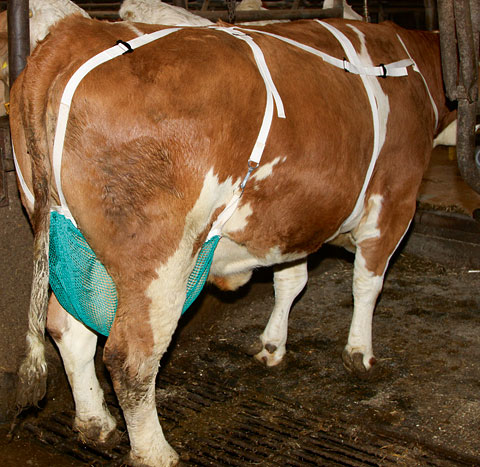 Udder protection