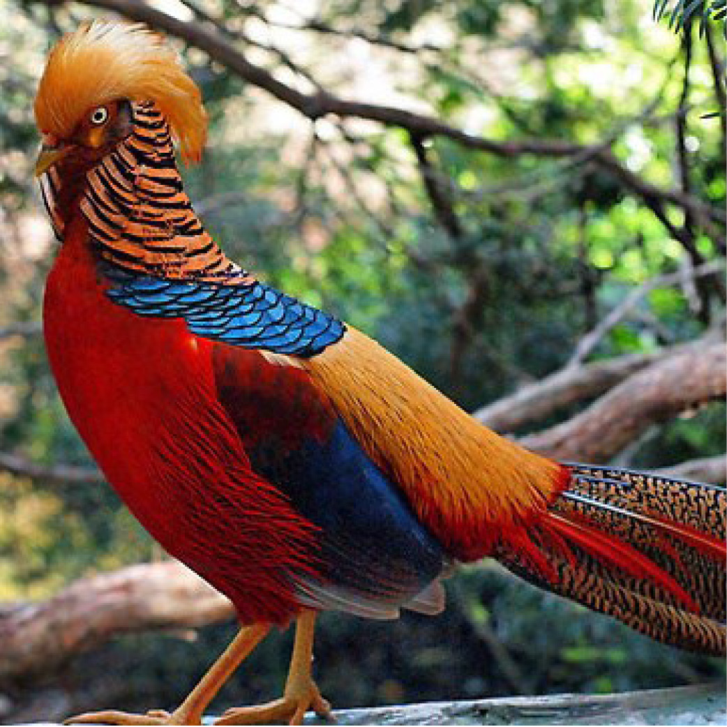 Golden pheasants