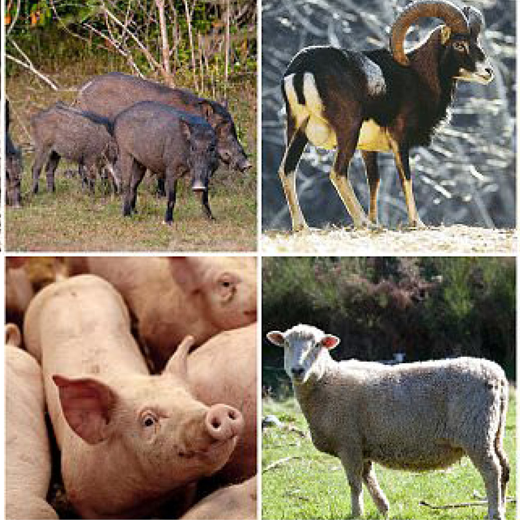 Supporting breeding equipment