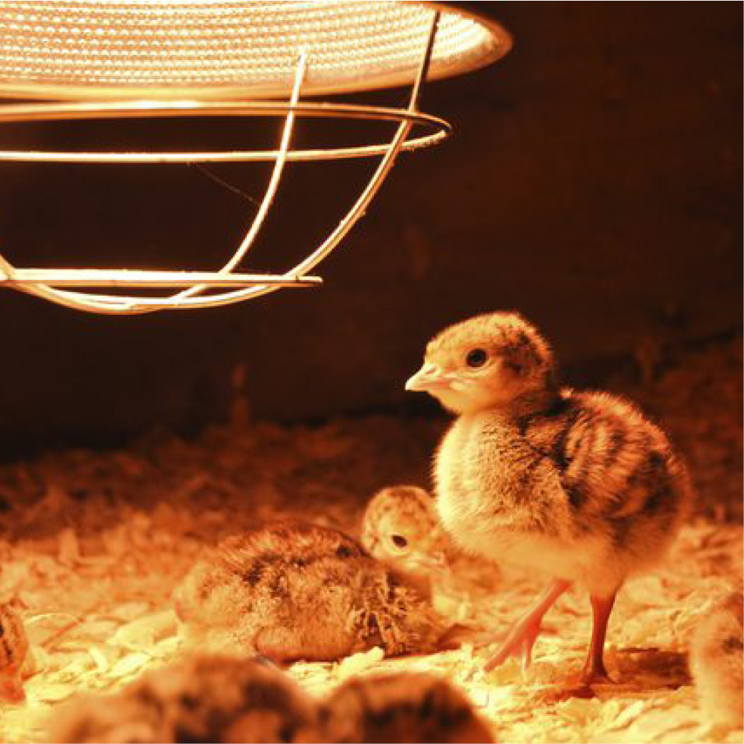 Infrared lamp