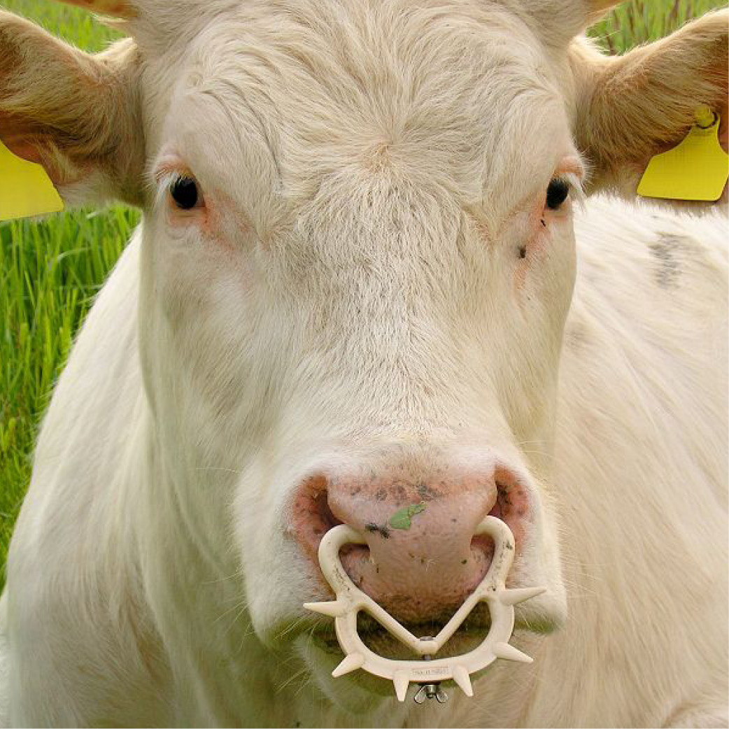 Calf weaning