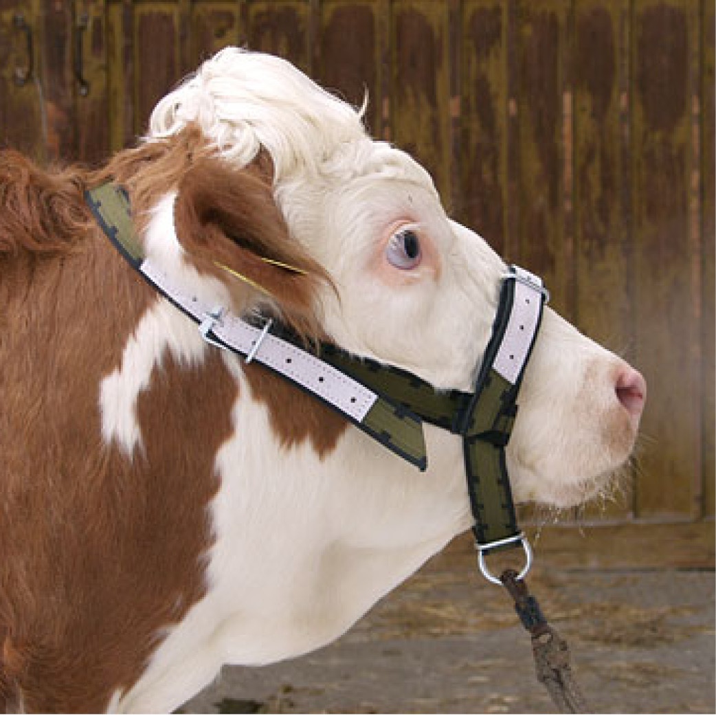 Cattle chain and straps