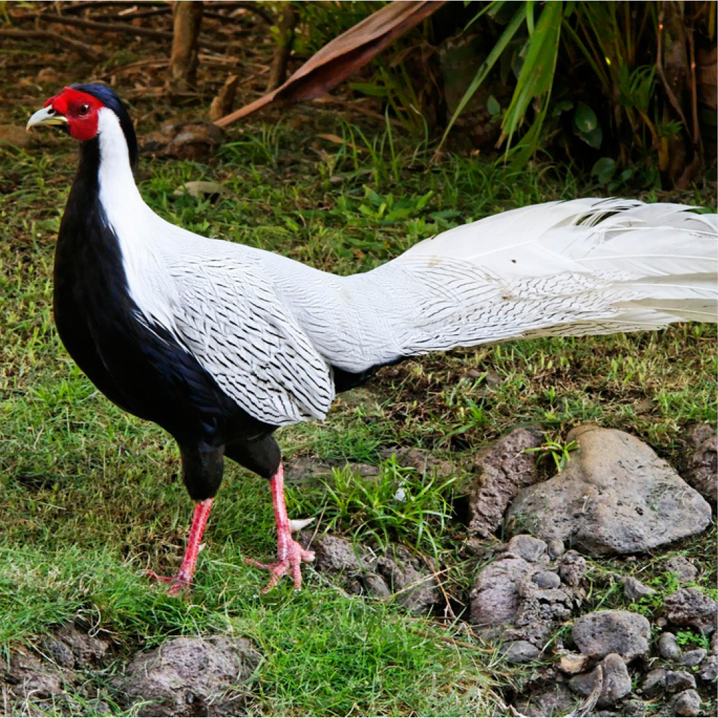 Silver pheasants